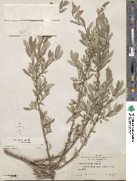 Salix brachycarpa image