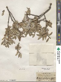 Salix brachycarpa image