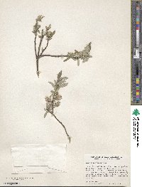 Salix brachycarpa image