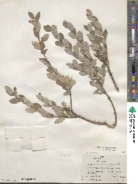 Salix brachycarpa image