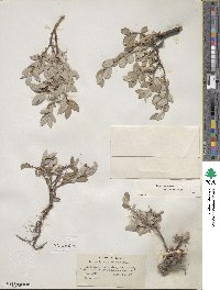 Salix brachycarpa image