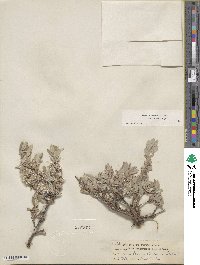 Salix brachycarpa image