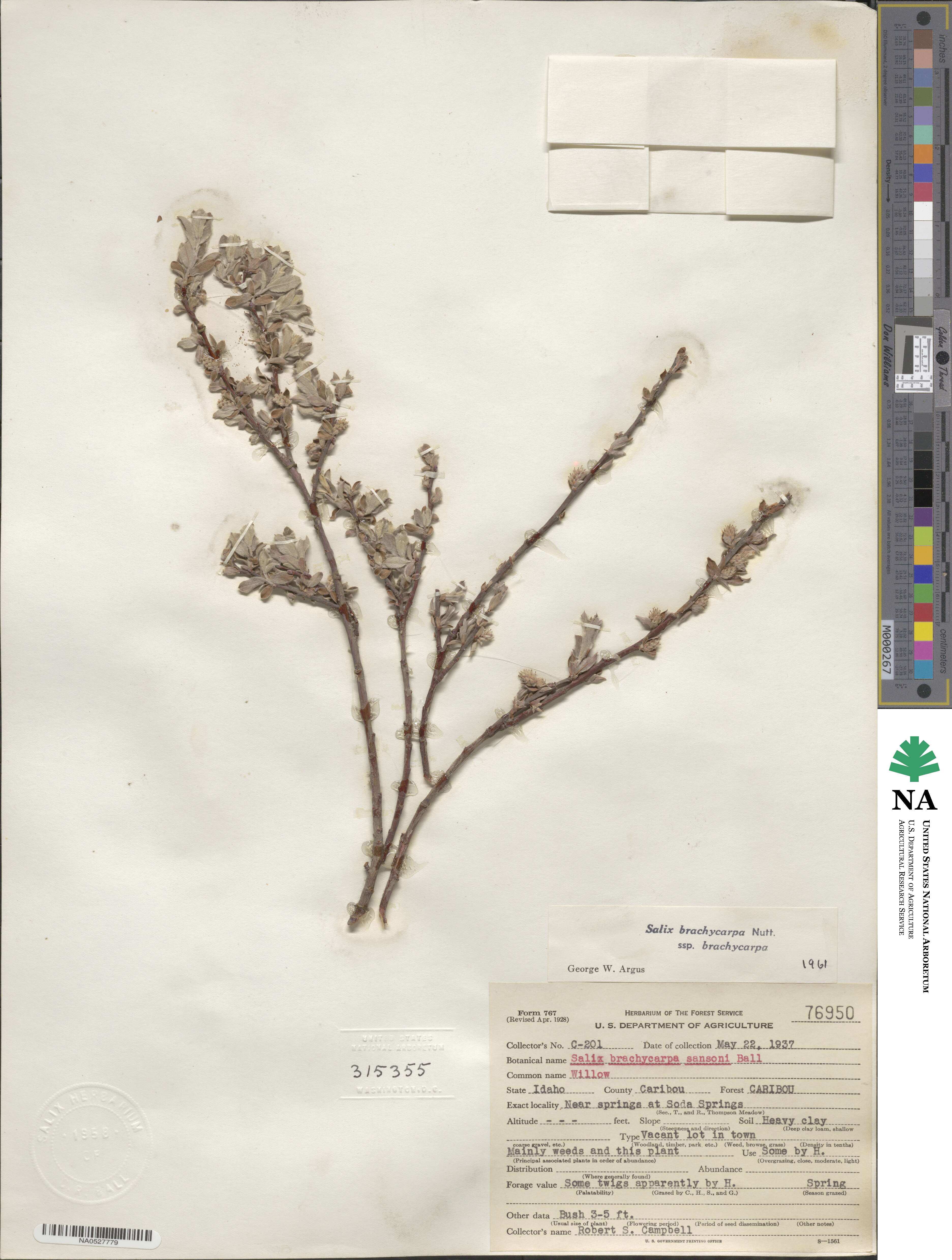 Salix brachycarpa image