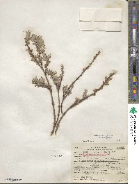 Salix brachycarpa image