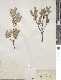 Salix brachycarpa image