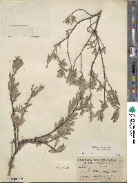 Salix brachycarpa image