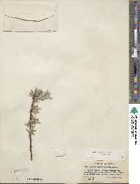 Salix brachycarpa image