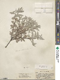 Salix brachycarpa image