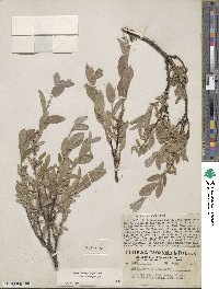 Salix brachycarpa image