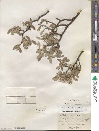 Salix brachycarpa image