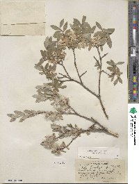 Salix brachycarpa image