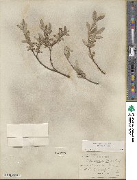 Salix brachycarpa image