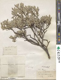 Salix brachycarpa image