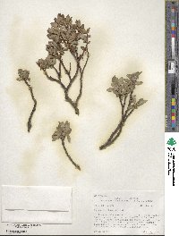 Salix brachycarpa image