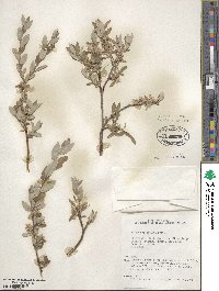 Salix brachycarpa image