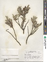 Salix brachycarpa image