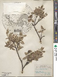 Salix brachycarpa image