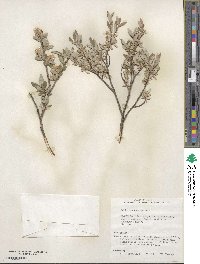 Salix brachycarpa image