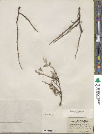 Salix brachycarpa image