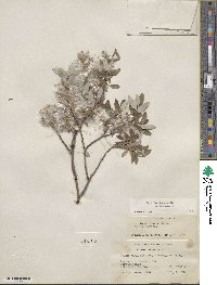 Salix brachycarpa image