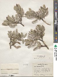 Salix brachycarpa image