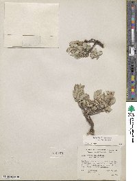 Salix brachycarpa image