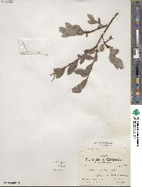 Salix brachycarpa image