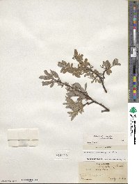 Salix brachycarpa image