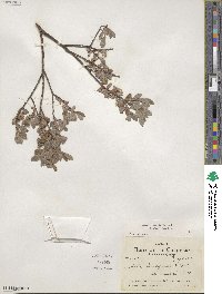 Salix brachycarpa image