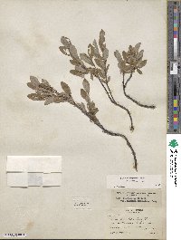 Salix brachycarpa image