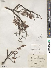 Salix brachycarpa image