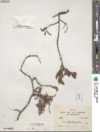 Salix brachycarpa image