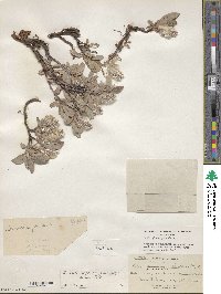 Salix brachycarpa image