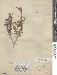 Salix brachycarpa image