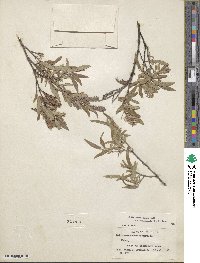 Salix brachycarpa image