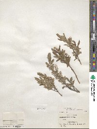 Salix brachycarpa image