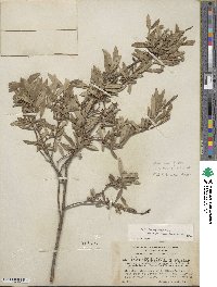 Salix brachycarpa image