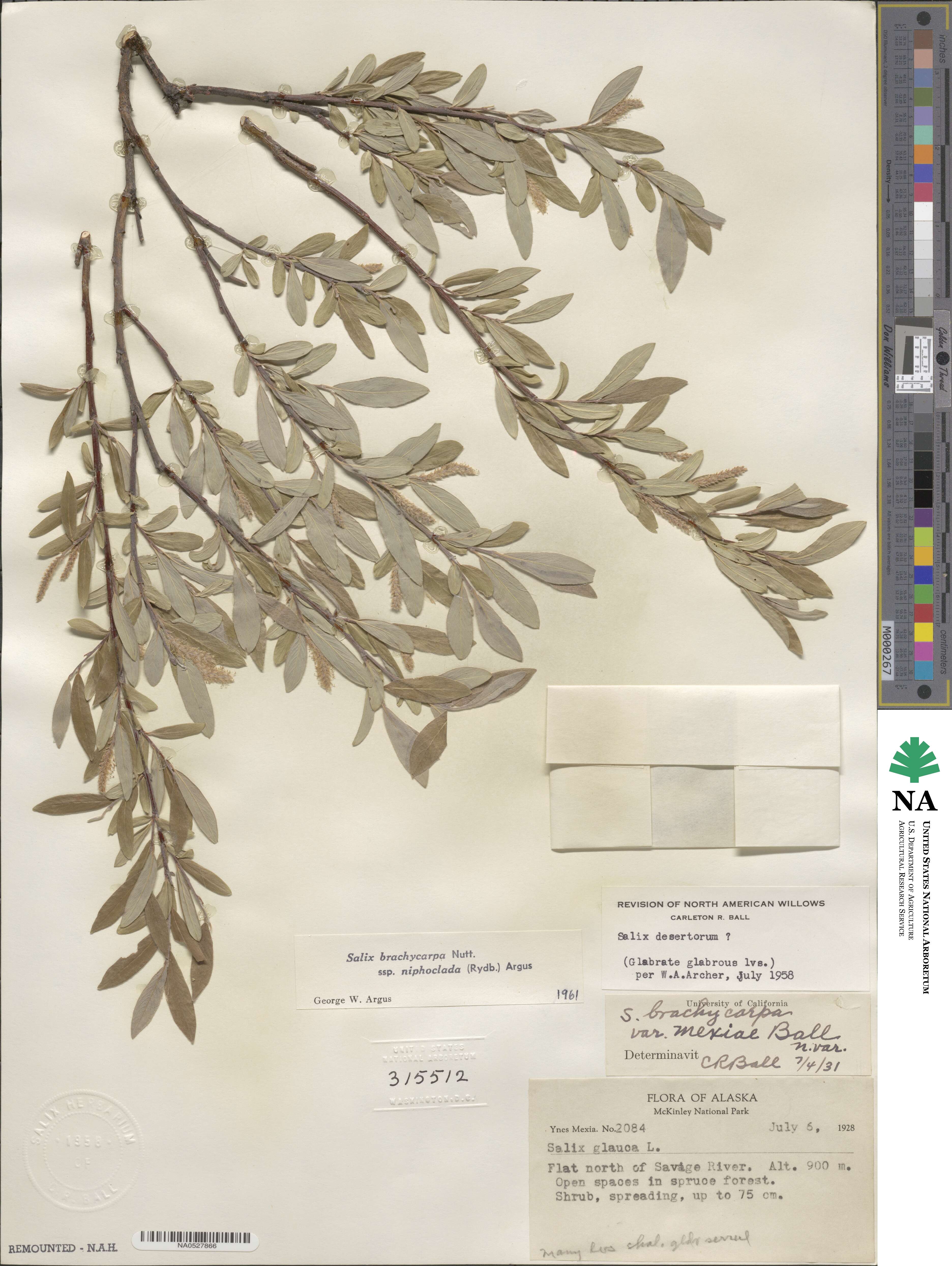 Salix brachycarpa image