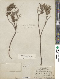 Salix brachycarpa image