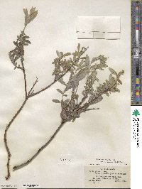 Salix brachycarpa image