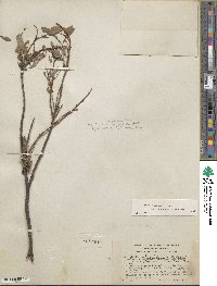 Salix brachycarpa image