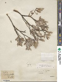 Salix brachycarpa image