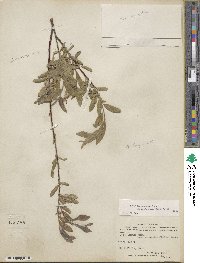 Salix brachycarpa image