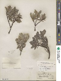 Salix brachycarpa image