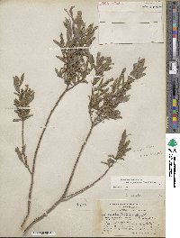 Salix brachycarpa image