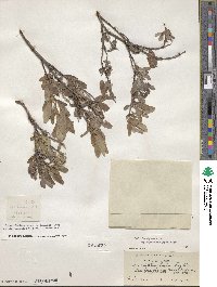 Salix brachycarpa image