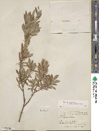 Salix brachycarpa image