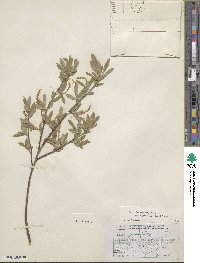 Salix brachycarpa image