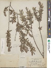 Salix brachycarpa image