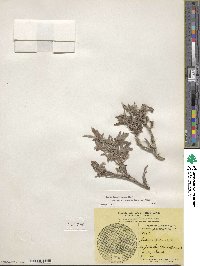 Salix brachycarpa subsp. fullertonensis image